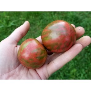 Tomato 'Black Vernissage' Seeds (Certified Organic)