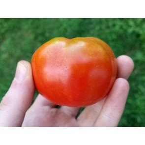 Tomato 'Bloody Butcher' Seeds (Certified Organic)