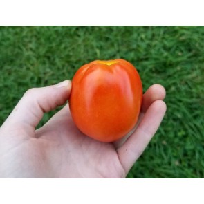 Tomato 'Bellestar'