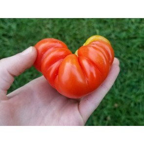 Tomato 'Costoluto Genovese' Seeds (Certified Organic)