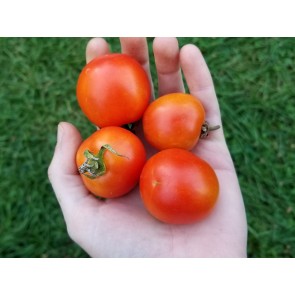 Tomato 'Maskotka' 