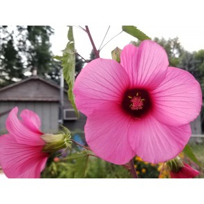 Hot Pink Rose Mallow Hibiscus Seeds (Certified Organic)
