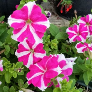 Petunia, Purple and White Striped Seeds (Certified Organic)