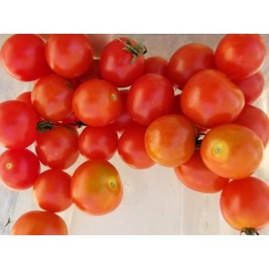 Tomato 'Scarlet Gem' Seeds (Certified Organic)