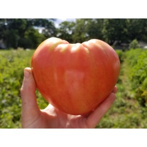 Tomato 'Orlinyi Klyuv' AKA 'Eagle’s Beak' 