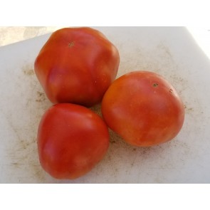 Tomato 'Silvery Fir Tree'