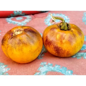 Tomato 'Purple Smudge, Orange Fleshed' 