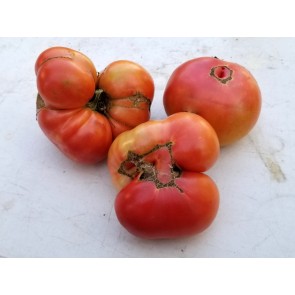 Tomato 'Marianna's Conflict' 