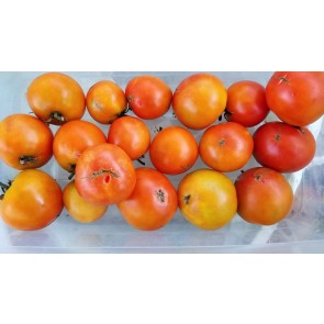 Tomato 'Manitoba' Seeds (Certified Organic)