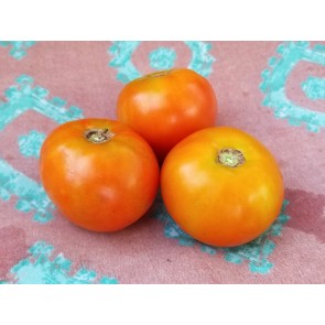 Tomato 'Manitoba'