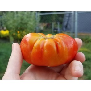 Tomato 'El Nano' Seeds (Certified Organic)