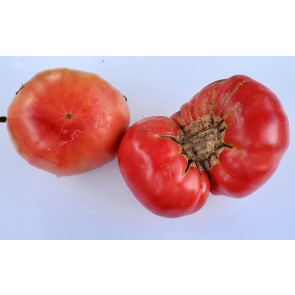 Tomato 'Kosovo' 