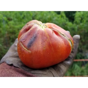 Tomato 'Blue Pear' Seeds (Certified Organic)