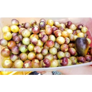 Tomato 'Blue Cream Berries' Seeds (Certified Organic)