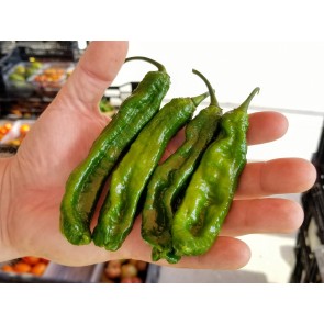 Hot Pepper 'Ghostly Jalapeno' Seeds (Certified Organic)