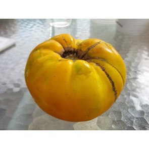Tomato 'Pilcer Vesy'