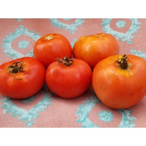 Tomato 'Oregon Spring'