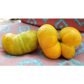 Tomato 'Big Orange Stripe' 