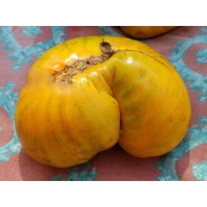 Tomato 'Big Orange Stripe' Seeds (Certified Organic)
