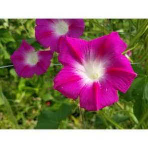 Morning Glory 'Split Personality' Seeds (Certified Organic)