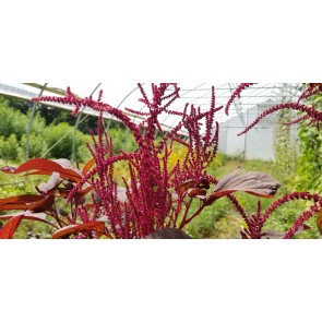 Amaranth 'Intense Purple' Seeds (Certified Organic)