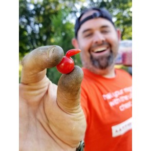 Tomato 'Red Currant' Seeds (Certified Organic)