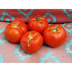 Tomato 'Druzba'