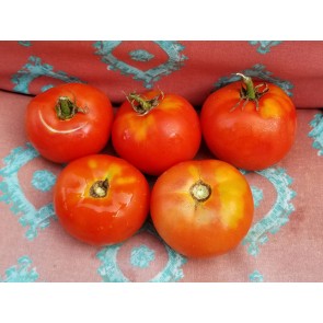 Tomato 'Costoluto Fiorentino' 