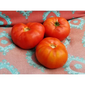 Tomato 'Chalk's Early Jewel' 