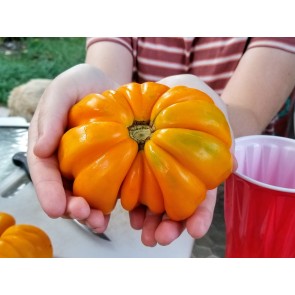 Tomato 'Orange Accordion' AKA 'Golden Accordion'