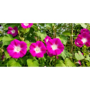 Morning Glory 'Split Personality' Seeds (Certified Organic)