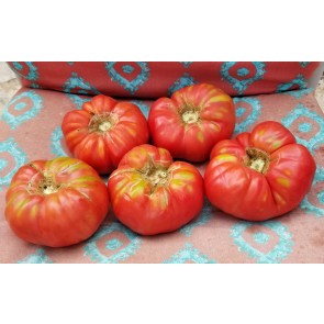 Tomato 'Brandywine'