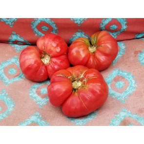 Tomato 'Lithuanian'