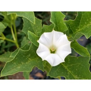 Datura ferox AKA Devil’s Trumpet - Fierce Thorn Apple Seeds (Certified Organic)