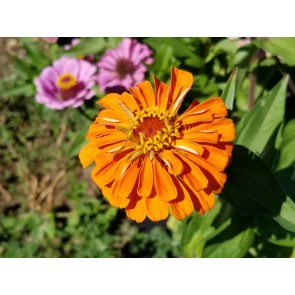 Zinnia 'Orange Fruit Smoothie' Seeds (Certified Organic)