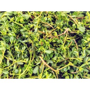 Purslane Seeds (Certified Organic)