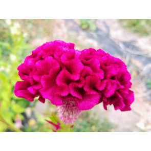 Cockscomb, Pink and White Mix Seeds (Certified Organic)