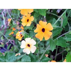 Black-Eyed Susan Vine Mix Seeds (Certified Organic)