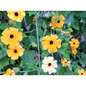 Black-Eyed Susan Vine Mix Seeds (Certified Organic)