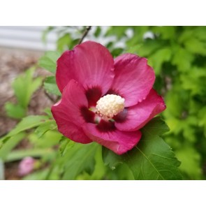 Red/Pink Rose of Sharon Seeds (Certified Organic)