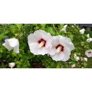 White/Red Rose of Sharon Seeds (Certified Organic)