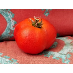 Tomato 'Homestead'