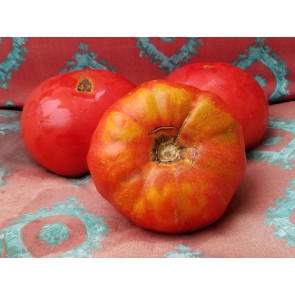Tomato 'Giant Belgium'