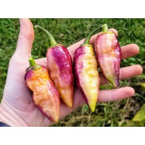 Hot Pepper ‘7 Pot Bubblegum (BBG7) Dream' Seeds (Certified Organic)