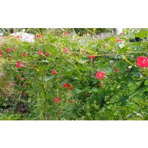 Red Cardinal Climber Morning Glory Vine Seeds (Certified Organic)