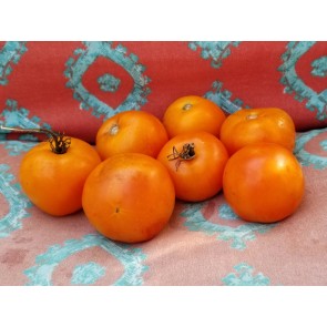 Tomato 'Jaune Flamme'