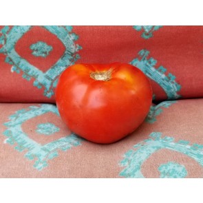 Tomato 'Ace 55'