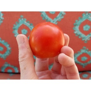 Tomato 'High Carotene'