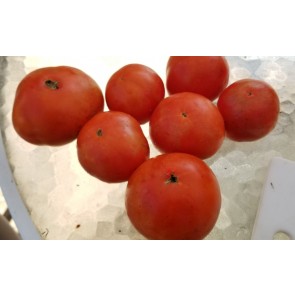 Tomato 'Floradade' Seeds (Certified Organic)