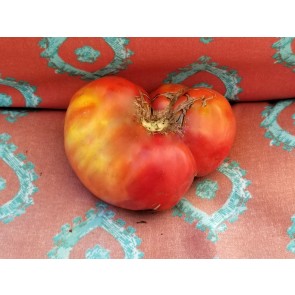Tomato 'Flathead Monster Pink'
